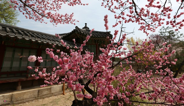 primavera in Corea (wikicommons)